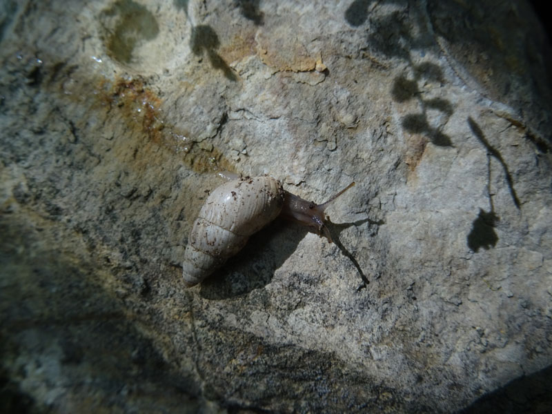 Zebrina detrita (Enidae)........con accoppiamento